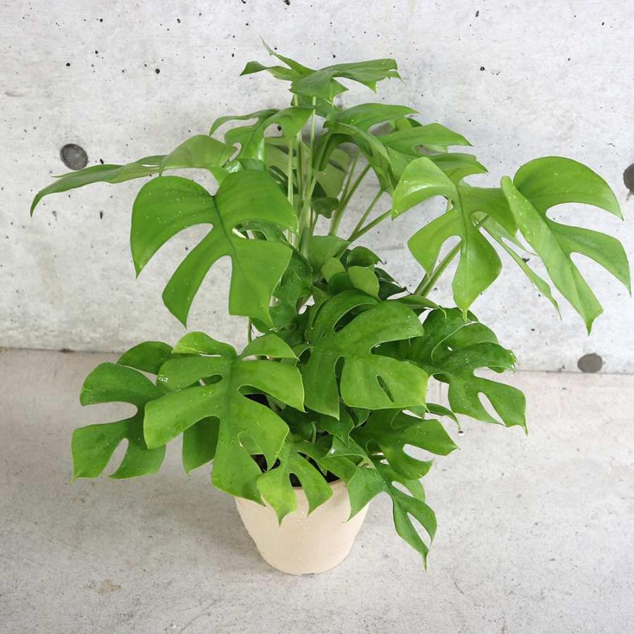 ヒメモンステラ (姫モンステラ)【観葉植物 5号鉢／1個売り】 : shopooo
