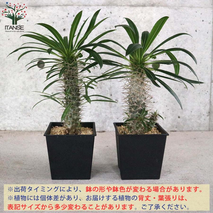 パキポディウム ラメリー 塊根植物【観葉植物 5号鉢／1個売り