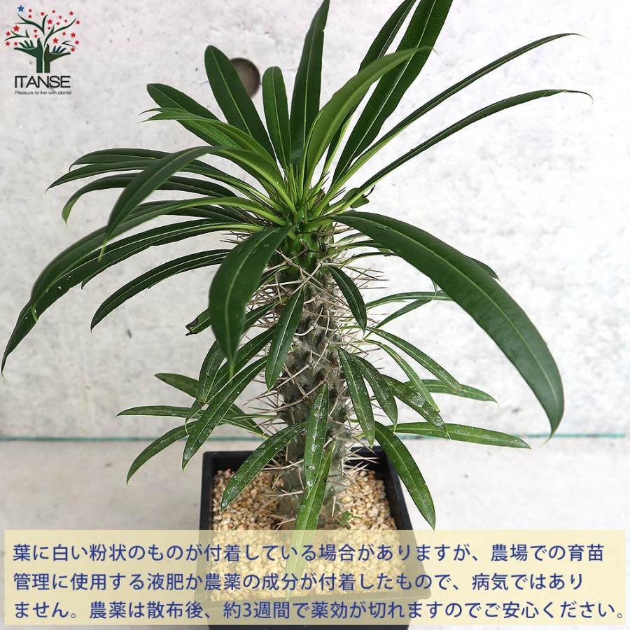 パキポディウム ラメリー 塊根植物【観葉植物 5号鉢／1個売り