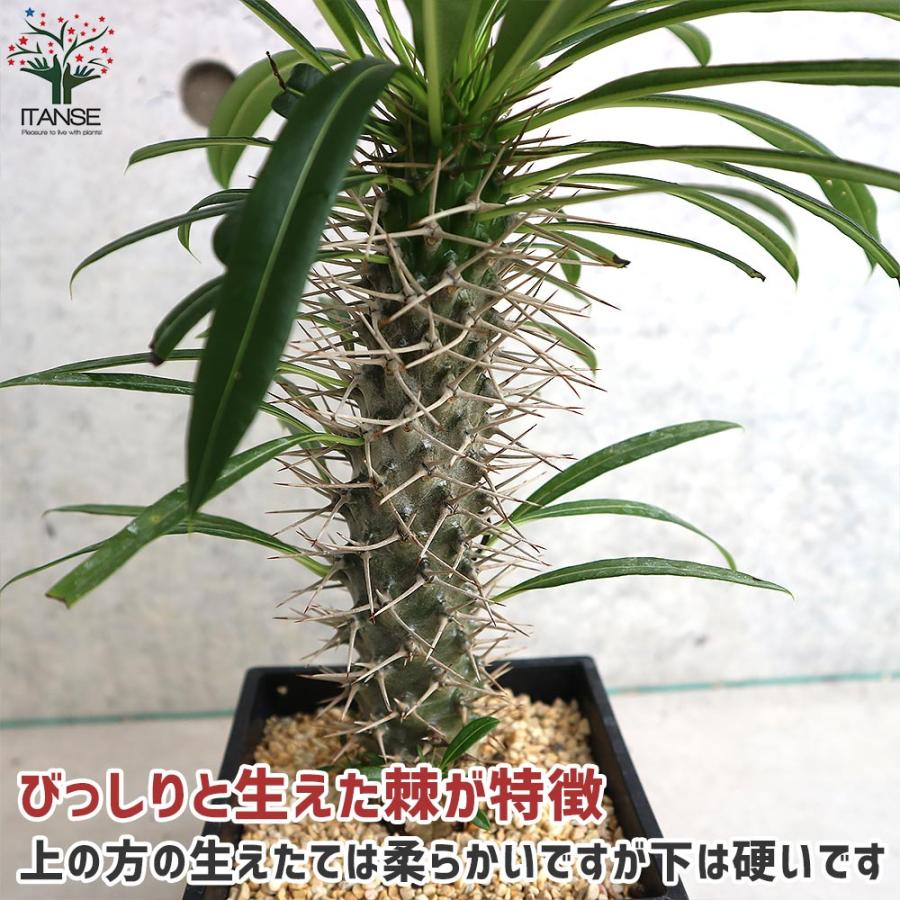 パキポディウム ラメリー 塊根植物【観葉植物 5号鉢／1個売り
