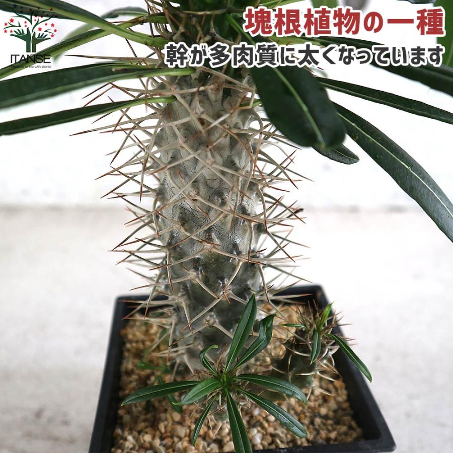 【希少品】塊根植物・観葉植物”パキポディウム ラメリー” パキポディウム ラメリー 塊根植物【観葉植物 5号鉢／1個売り
