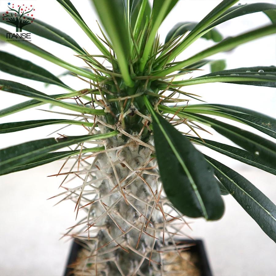 パキポディウム ラメリー 塊根植物【観葉植物 5号鉢／1個売り