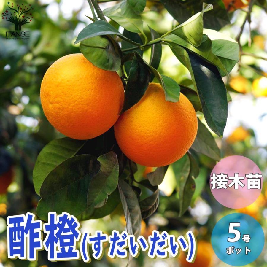 柑橘の苗 酢橙(すだいだい)【果樹の苗木 15cmポット 1〜2年生 接木苗