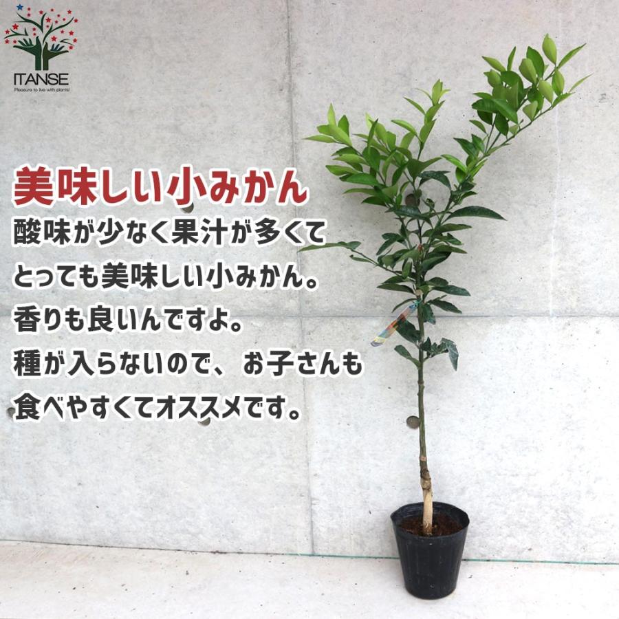 みかんの苗 紀州種無し小みかん(品種：無核紀州)【果樹の苗木 15cm