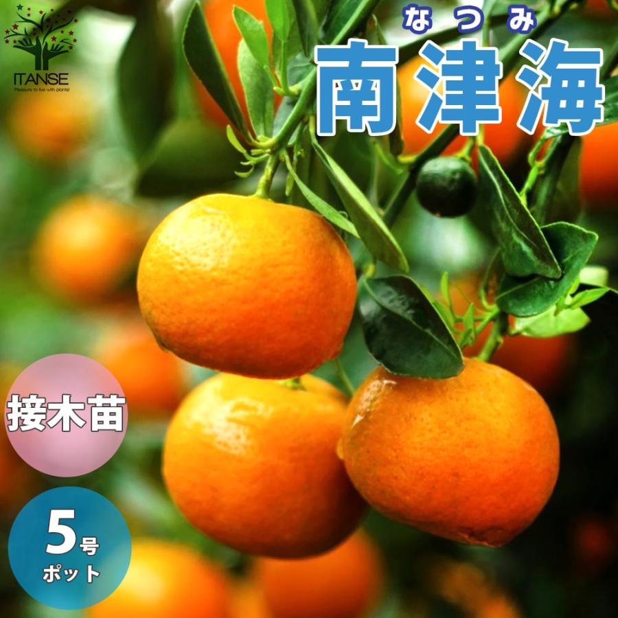 みかんの苗 南津海(なつみ)【果樹の苗木 15cmポット 1〜2年生 接木苗