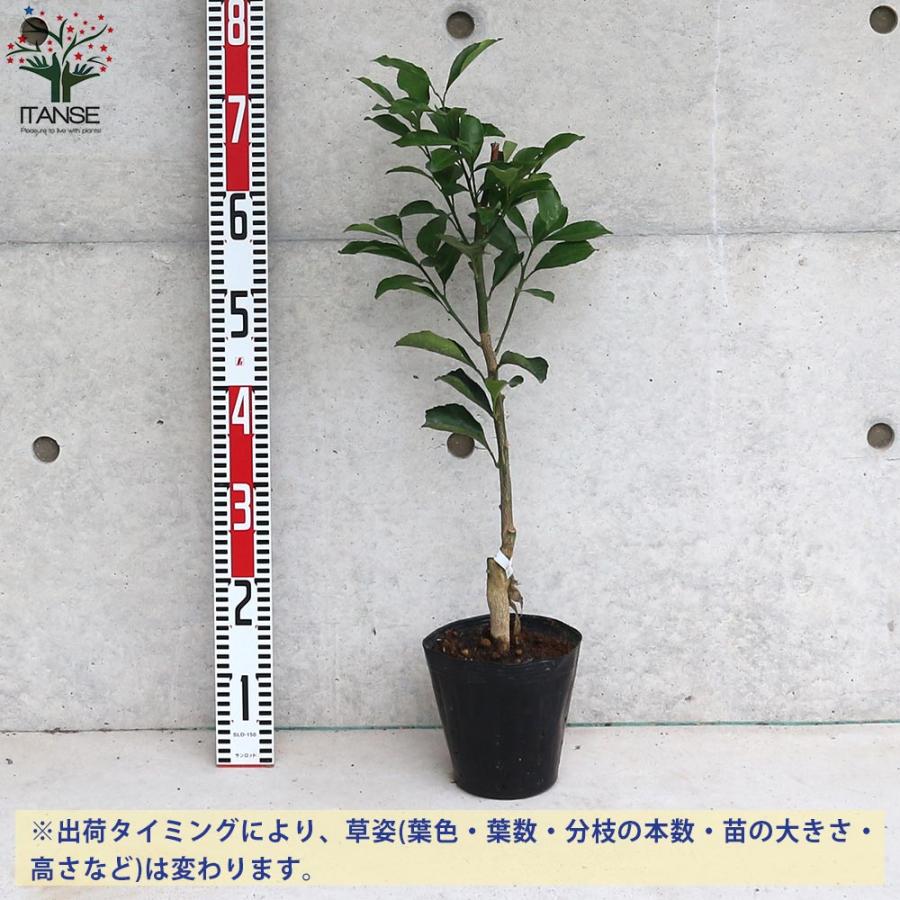 みかんの苗 はるか【果樹の苗木 12〜15cmポット 1〜2年生 接木苗／1個