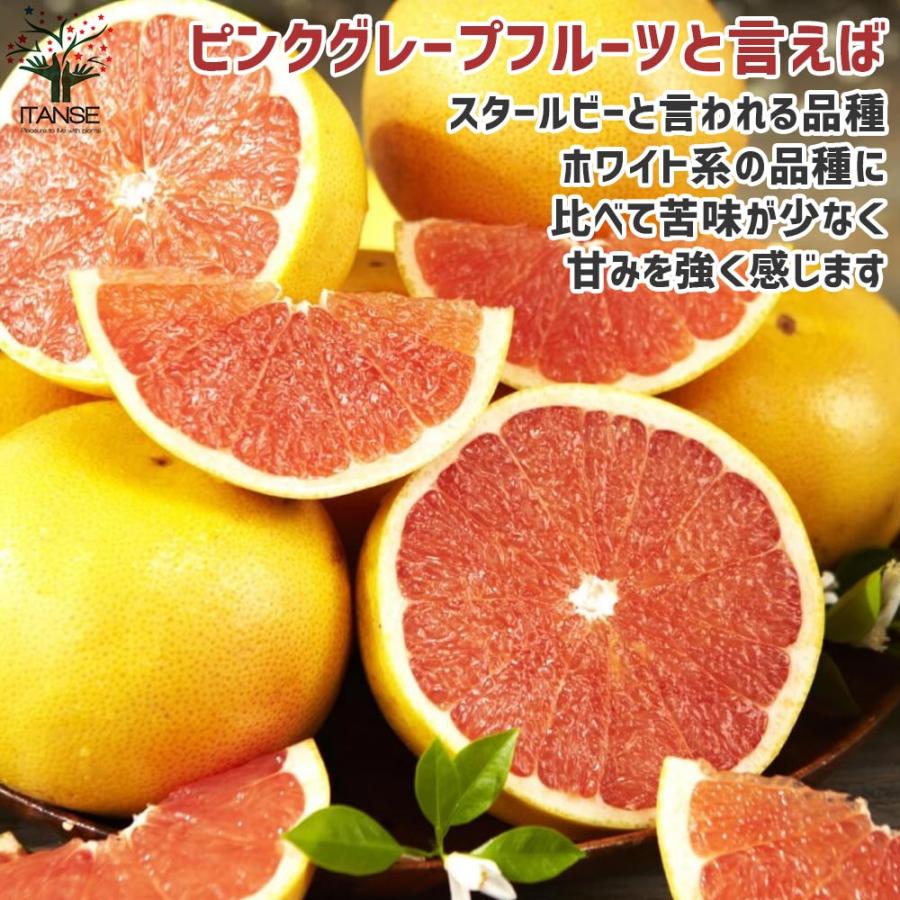 グレープフルーツの苗 スタールビー【果樹の苗木 15cmポット 1〜2年生