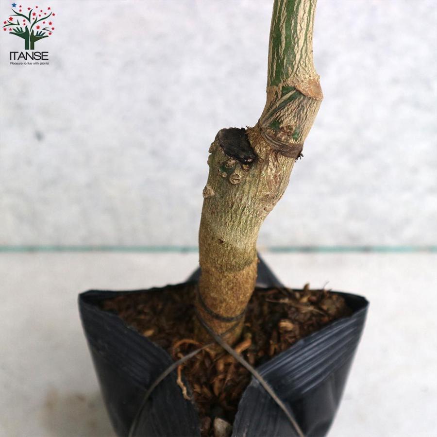 送料無料 グレープフルーツの苗 マーシュ 果樹の苗木 15cmポット 1 2年生 接木苗 1個売り グレープフルーツの苗 ルビー ピンクグレープフルーツ の苗木 1 Itanse 2275 Shopooo By Gmo 通販 Yahoo ショッピング