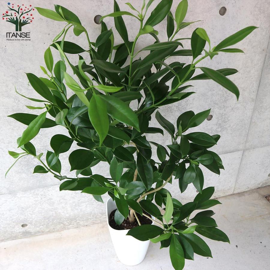 送料無料 ファグラエア ベルテロアナ リビングやオフィス向きサイズ 観葉植物 8号プラスチック鉢 1個売り レイ ハワイ 南国 観葉植物 リビング オフィ 1 Itanse 2286 Shopooo By Gmo 通販 Yahoo ショッピング