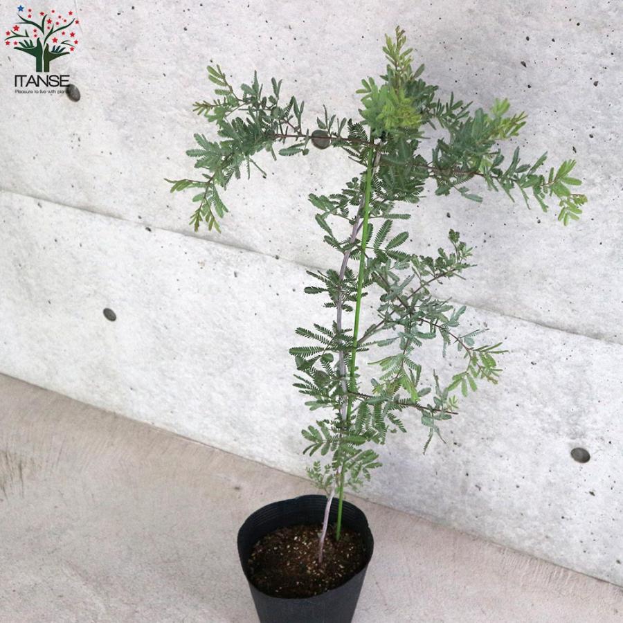 140cm】樹形の良いアカシア プルプレア ミモザ苗木 鉢植え 常緑樹 苗木