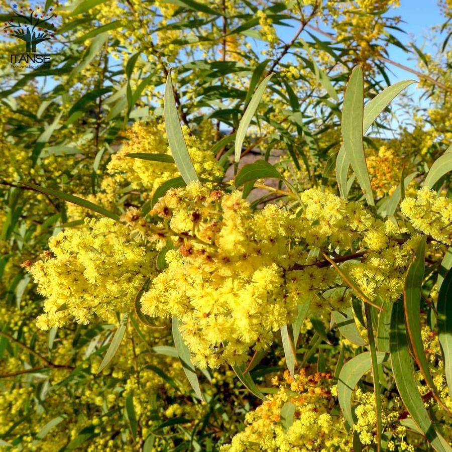 2694円 95 Off 送料無料 アカシア ルビダ 庭木 7号ポット苗 1個売り ミモザ Flower トナカイの角 クリスマス 矮性 花 フラワーアレンジメント 花のある暮らし