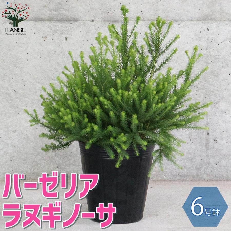 バーゼリア ラヌギノーサ【庭木 6号ポット／1個売り】 : shopooo by