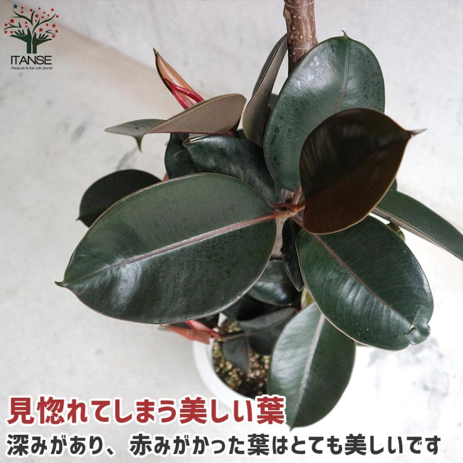 フィカス バーガンディー ゴムの木の仲間 リビングやオフィス向き