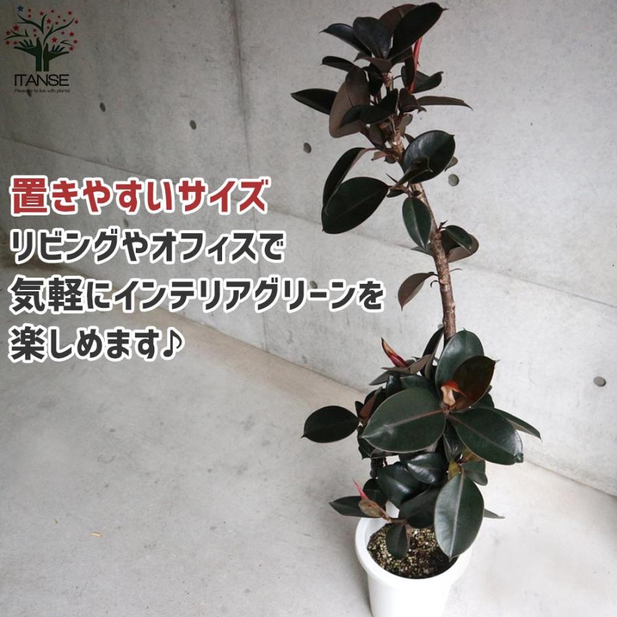 フィカス バーガンディー ゴムの木の仲間 リビングやオフィス向き