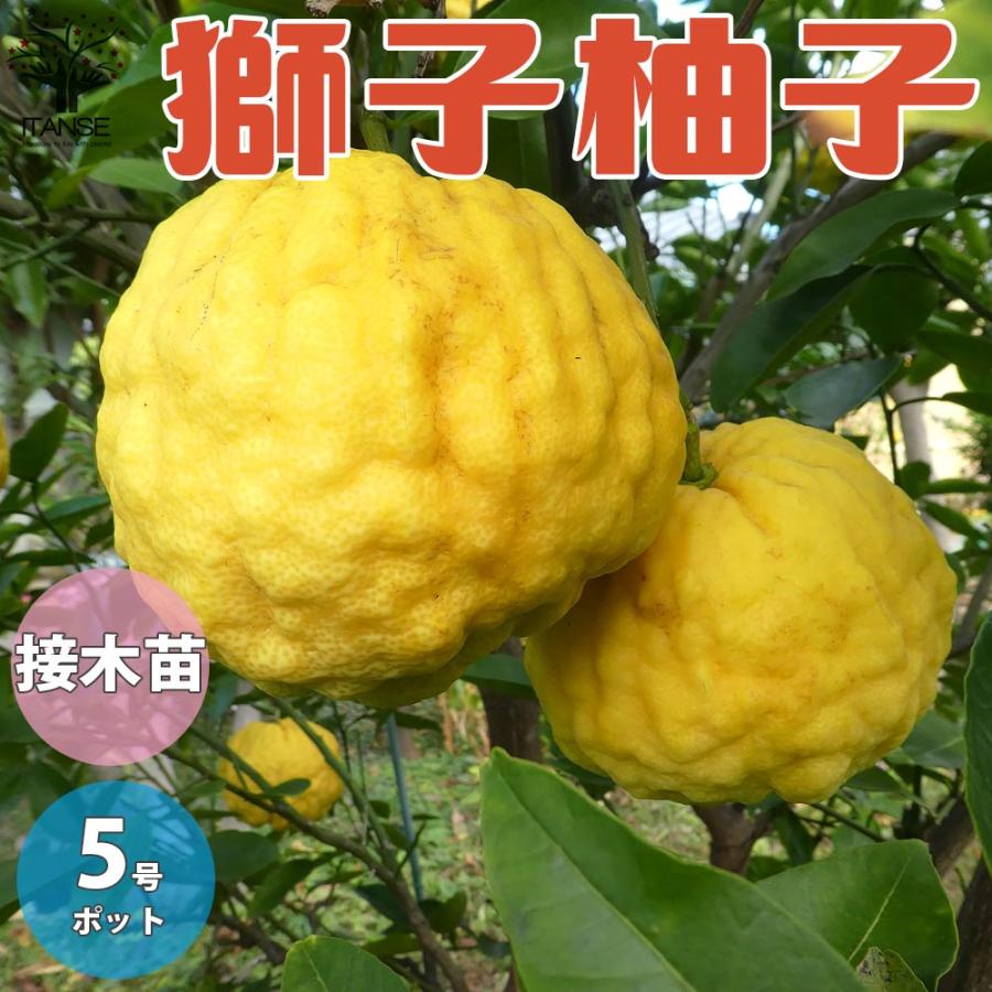 ゆずの苗 獅子柚子【果樹の苗木 15cmポット 1〜2年生 接木苗/1 ゆずの苗 獅子柚子【果樹の苗木 15cmポット 1〜2年生 接木苗/1