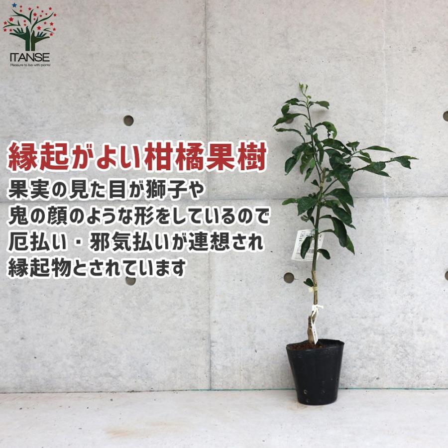 ゆずの苗 超大果獅子柚子 接木苗木 縁起良い柑橘果樹　邪悪なものを排除する縁起物 ゆずの苗 獅子柚子【果樹の苗木 15cmポット 1〜2年生 接木苗／1個売り