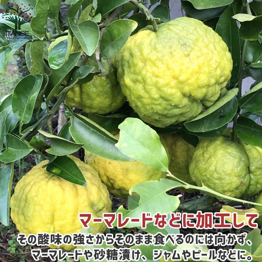 ゆずの苗 獅子柚子【果樹の苗木 15cmポット 1〜2年生 接木苗/1 ゆずの苗 獅子柚子【果樹の苗木 15cmポット 1〜2年生 接木苗/1