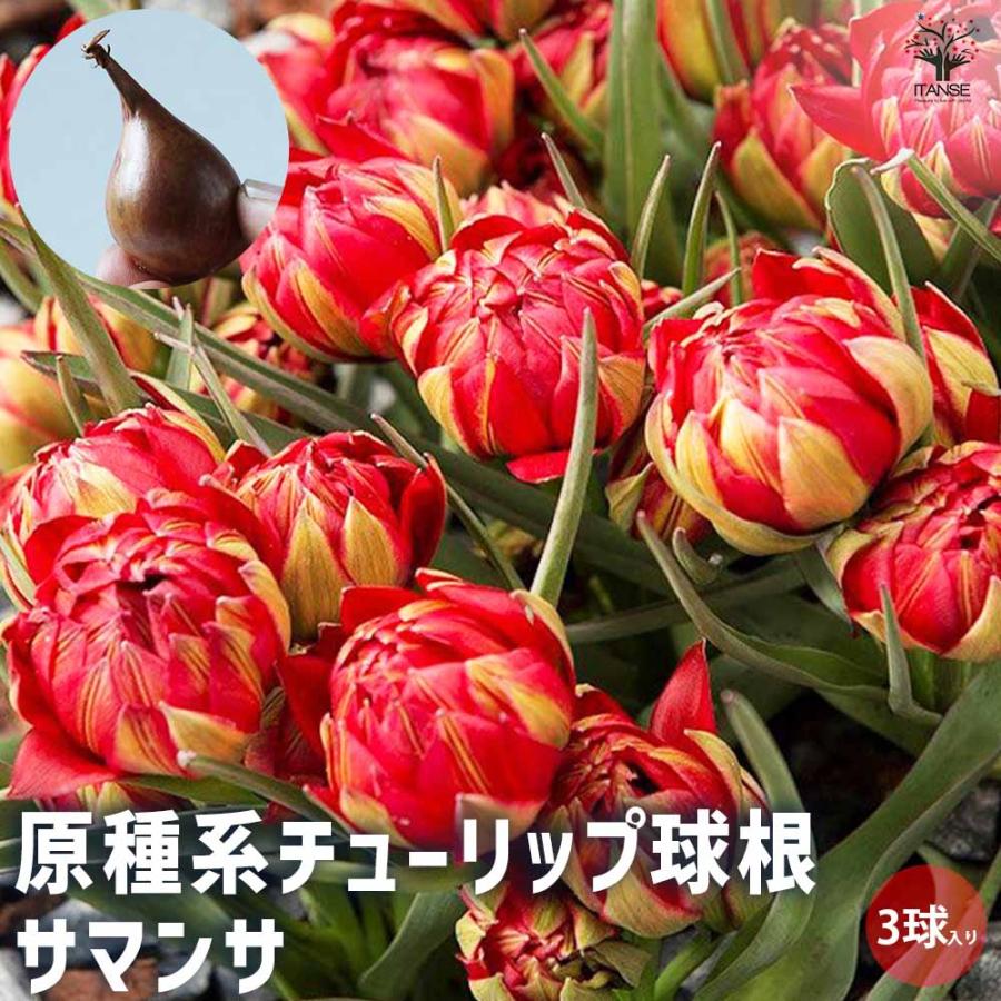送料無料 原種系チューリップ サマンサ 花球根 お買い得4球セット 球根 花の球根 ちゅーりっぷ チューリップ 寄せ植え ガーデニング 鑑賞 栽培 庭園菜 1 Itanse 2336 Shopooo By Gmo 通販 Yahoo ショッピング