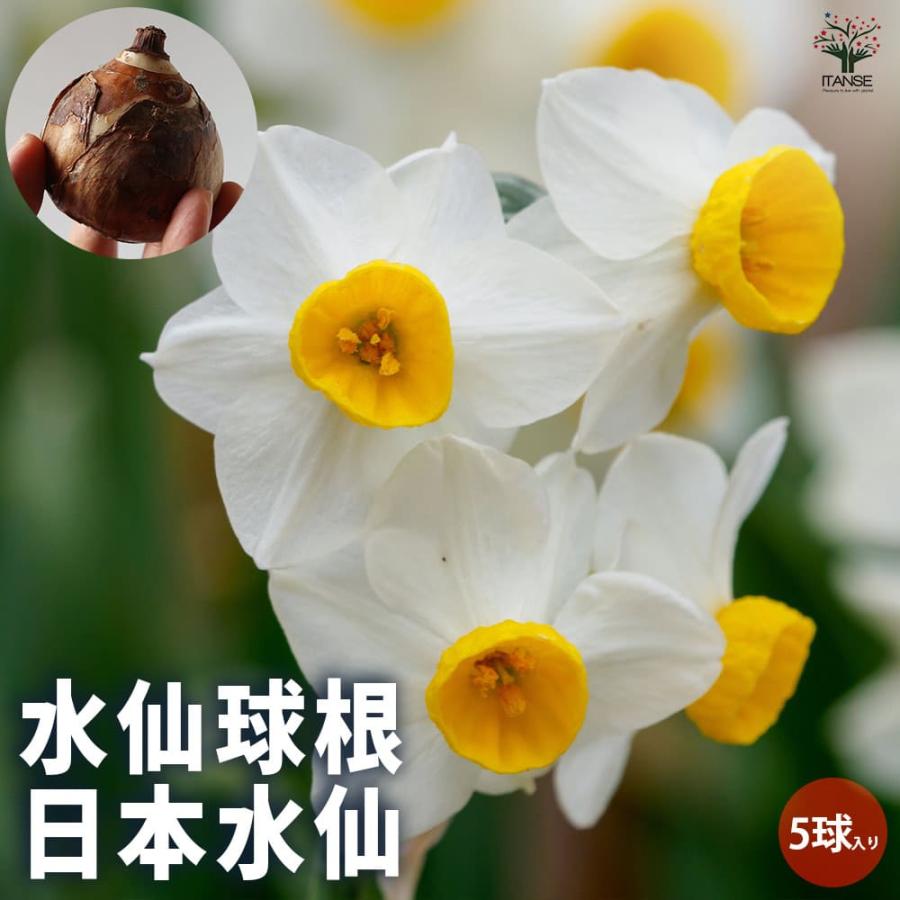 水仙 早咲き香り水仙 日本水仙球根 花の球根 すいせん 水仙 寄せ植え ガーデニング 鑑賞
