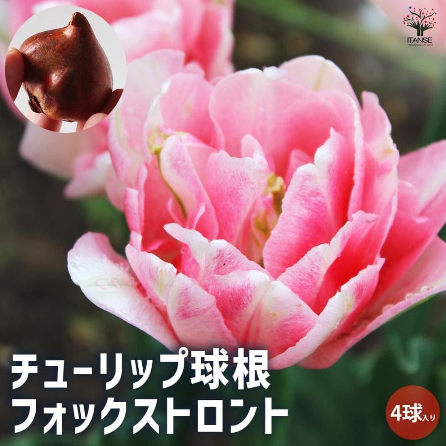 チューリップ フォックストロント球根 花の球根 ちゅーりっぷ チューリップ 寄せ植え ガーデニング