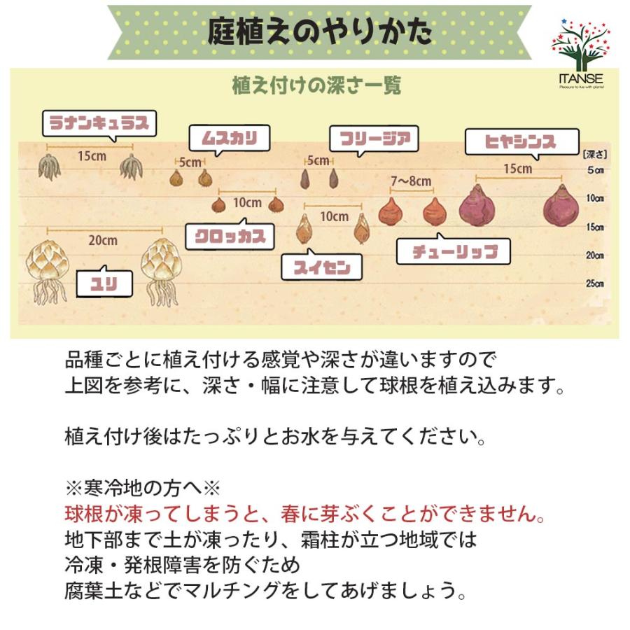 超特価sale開催 送料無料 チューリップ ベロナ 花球根 お買い得5球セット 球根 花の球根 ちゅーりっぷ 寄せ植え ガーデニング 鑑賞 栽培 庭園菜園