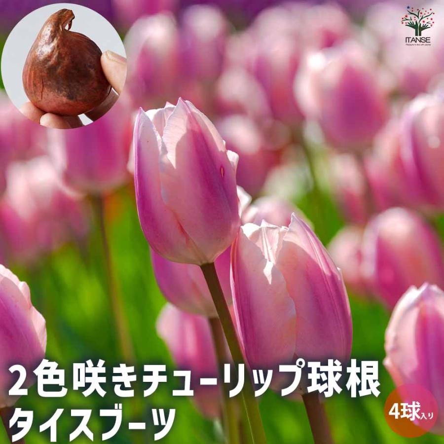 Sale 75 Off 送料無料 チューリップ タイスブーツ 花球根 お買い得5球セット 球根 花の球根 ちゅーりっぷ 寄せ植え ガーデニング 鑑賞 栽培 庭園菜