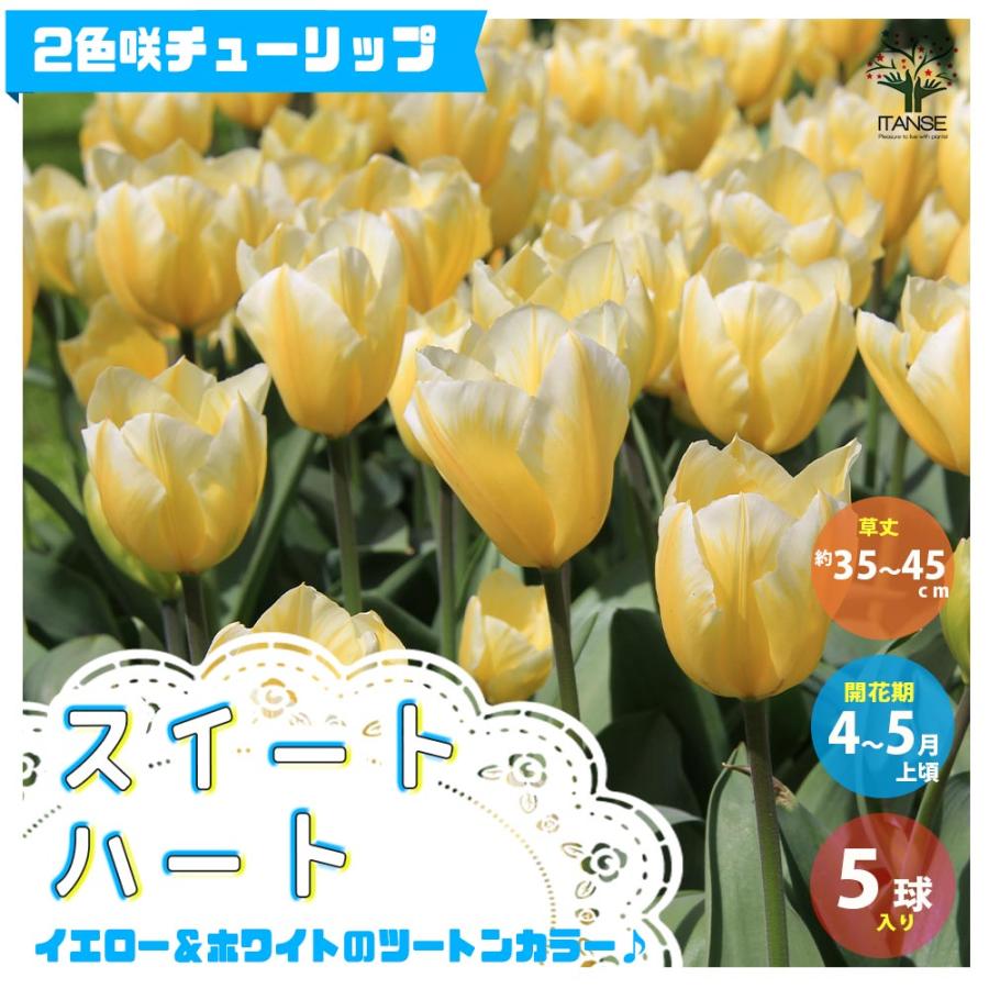 チューリップ スイートハート球根 花の球根 ちゅーりっぷ 寄せ植え ガーデニング 鑑賞 栽培 庭 日本に