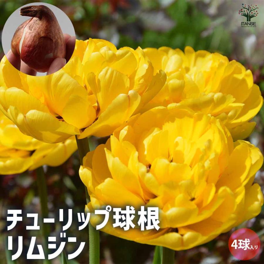 チューリップ 球根 花の球根 ちゅーりっぷ チューリップ 寄せ植え ガーデニング 鑑賞 栽培