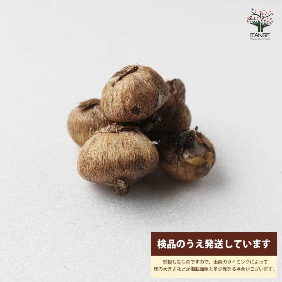 送料無料 ブローディア ルディー 花球根 お買い得5球セット 球根 花球根 花の球根 寄せ植え ガーデニング 鑑賞 栽培 庭園菜園 1 Itanse 2357 Shopooo By Gmo 通販 Yahoo ショッピング