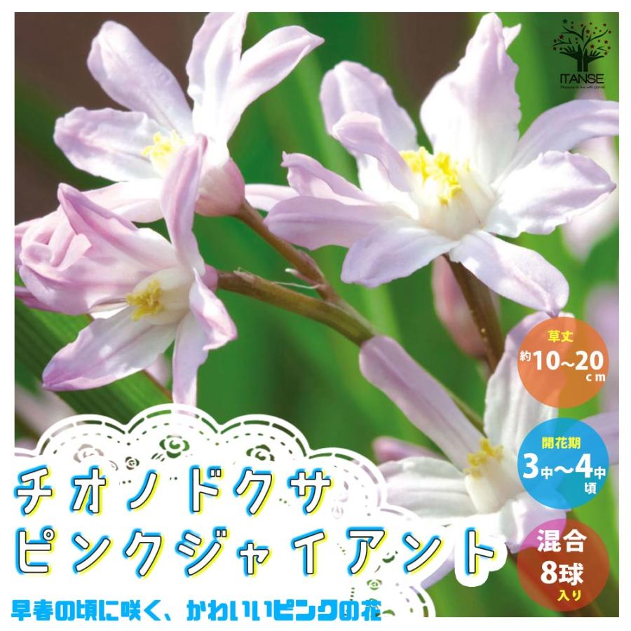 送料無料 チオノドクサ ピンクジャイアント 花球根 お買い得8球セット 球根 花球根 花の球根 寄せ植え ガーデニング 鑑賞 栽培 庭園菜園 1 Itanse 2358 Shopooo By Gmo 通販 Yahoo ショッピング