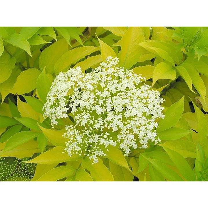 エルダーベリー黄金葉 実も食べれるハーブ お庭のシンボルツリーにもなる花木苗9cmポット 2個セット 品種で選べるハーブ苗 即出荷 送料無料 1 Itanse 238 Shopooo By Gmo 通販 Yahoo ショッピング