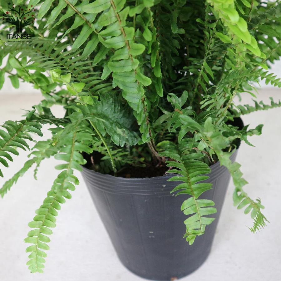 タマシダ 【観葉植物 7号鉢 大苗／1個売り】 :1-itanse-2380:shopooo by GMO - 通販 - Yahoo!ショッピング
