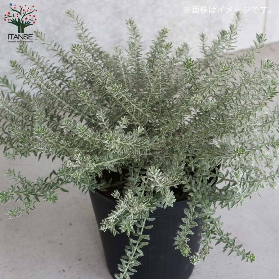 送料無料 ウエストリンギア スモーキーホワイト 庭木 7号鉢 1個売り ウエストリンギア オーストラリアンローズマリー ミントブッシュ 灌木 かんぼく 1 Itanse 23 Shopooo By Gmo 通販 Yahoo ショッピング