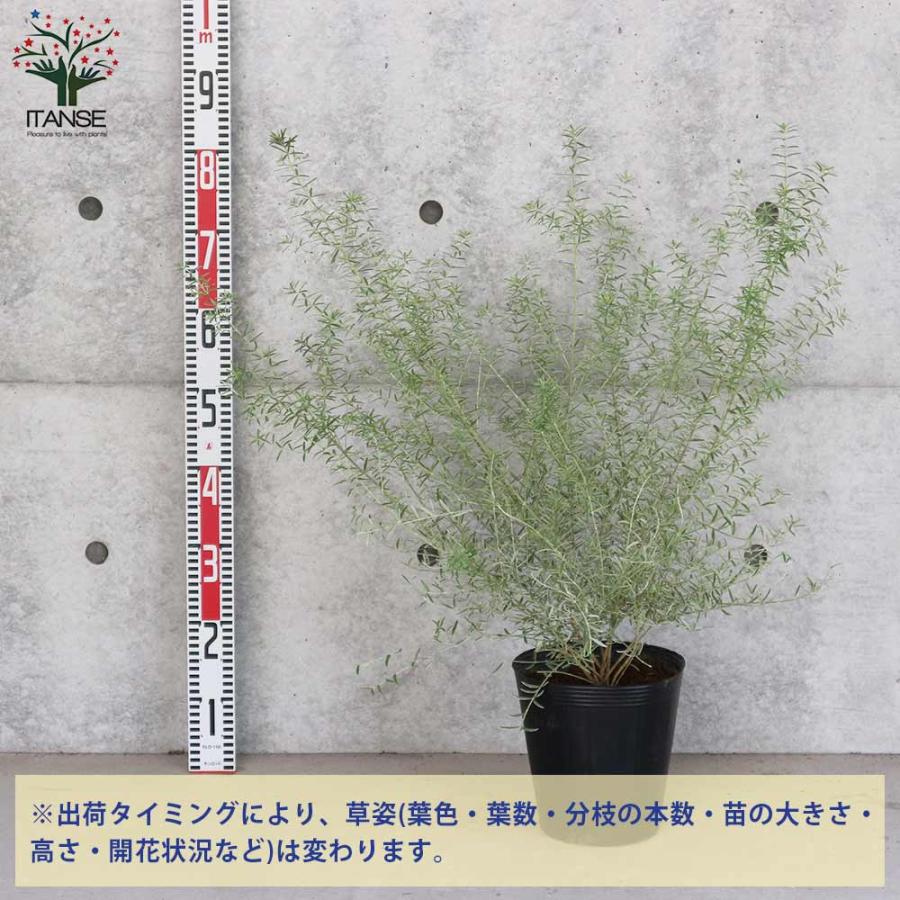 ウエストリンギア ライムライト【庭木 7号鉢／1個売り】 : shopooo by