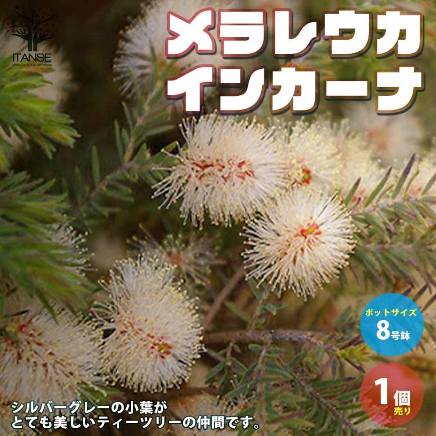 送料無料 メラレウカ インカーナ 庭木 8号鉢 大苗 1個売り メラレウカ インカーナ ティーツリー 丈夫 低木 常緑低木 常緑高木 ハーブ お花 多年草 1 Itanse 2385 Shopooo By Gmo 通販 Yahoo ショッピング