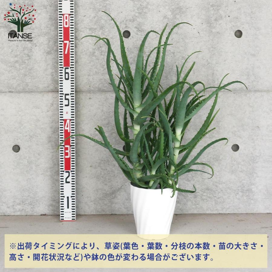 アロエ 木立アロエ【多肉植物 6号鉢大苗 ハーブ苗／1個売り