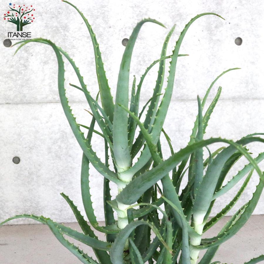 アロエ 木立アロエ【多肉植物 6号鉢大苗 ハーブ苗／1個売り