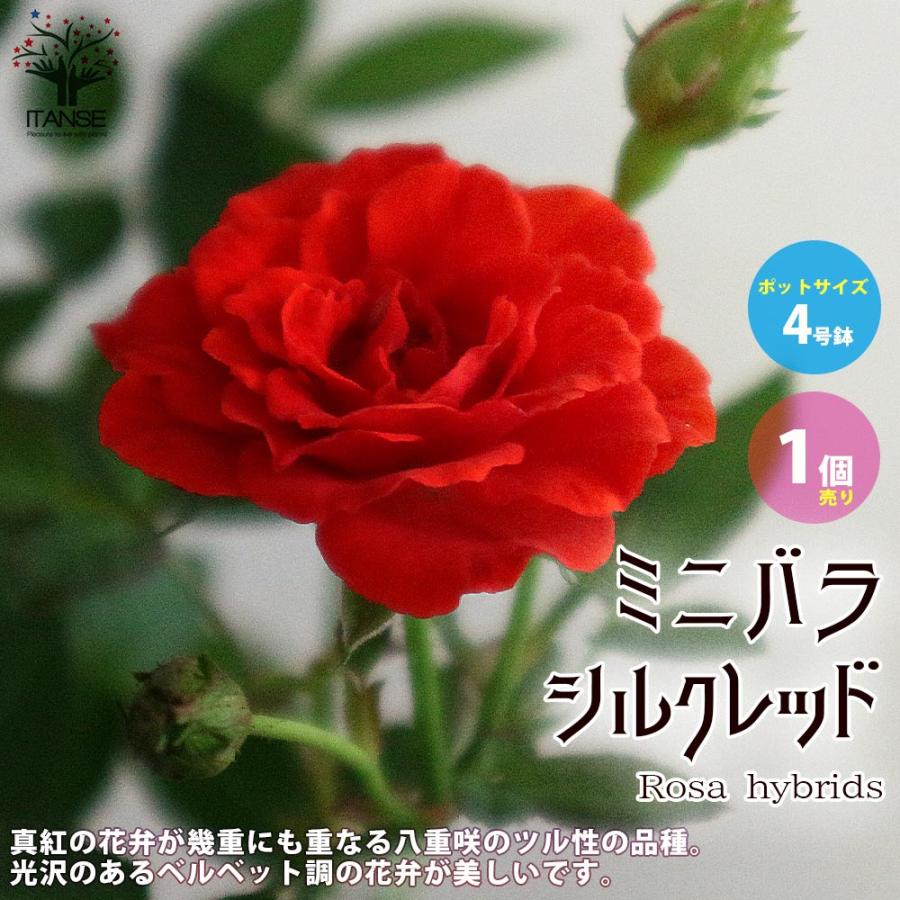 送料無料 ミニ薔薇の苗 シルクレッド 花苗 4号鉢 1個売り バラ苗 バラの苗 薔薇苗 薔薇の苗 花苗 花の苗 ローズガーデン イングリッシュガーデン Rose 1 Itanse 2417 Shopooo By Gmo 通販 Yahoo ショッピング