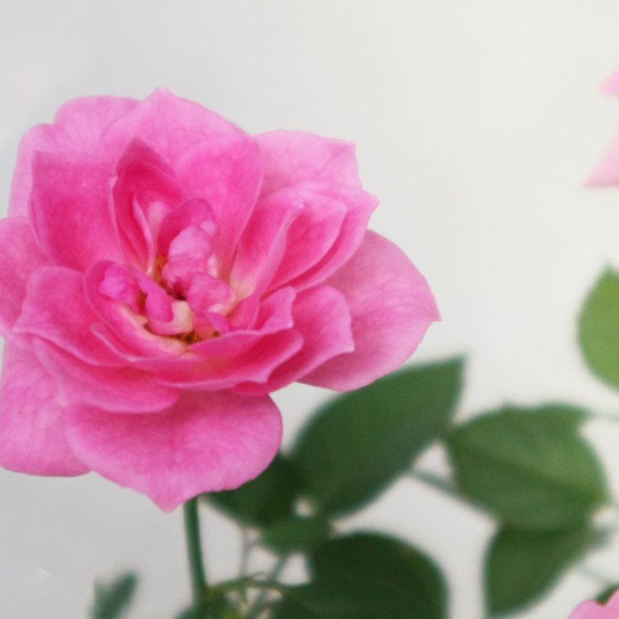 送料無料 ミニ薔薇の苗 サクライロ 花苗 3 5号鉢 1個売り バラ苗 バラの苗 薔薇苗 薔薇の苗 花苗 花の苗 ローズガーデン イングリッシュガーデン Rose 1 Itanse 2418 Shopooo By Gmo 通販 Yahoo ショッピング