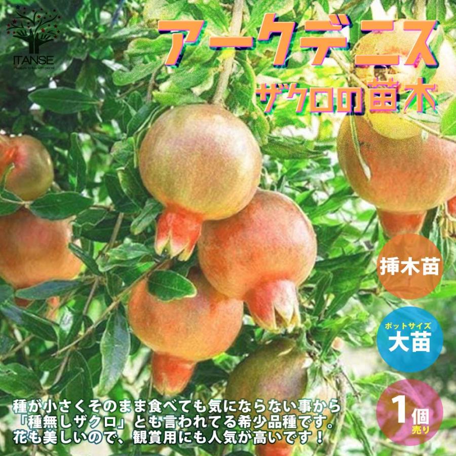 ザクロの苗木 アークデニス【果樹の苗木 12cmポット 挿し木苗／1個売り