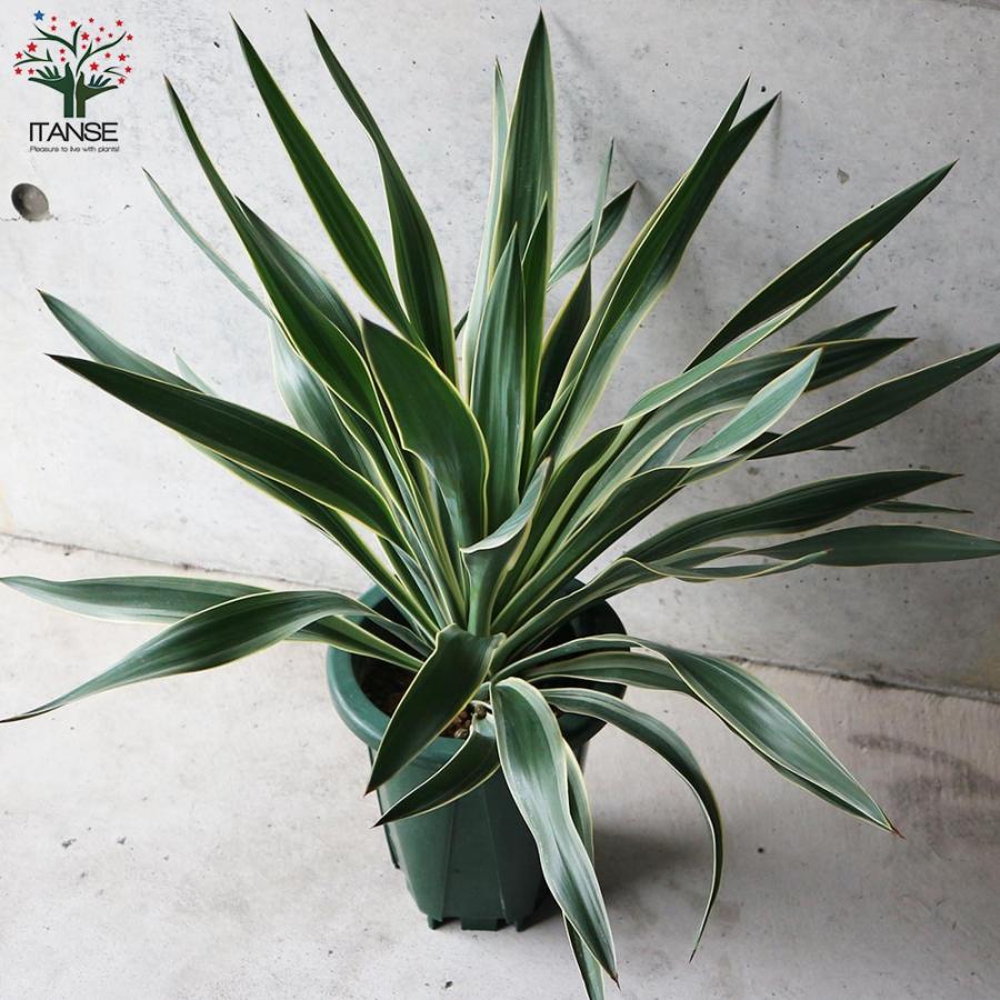 楽天市場】【1日はP7倍！】【現品】ユッカ・グロリオサ・バリエガータ