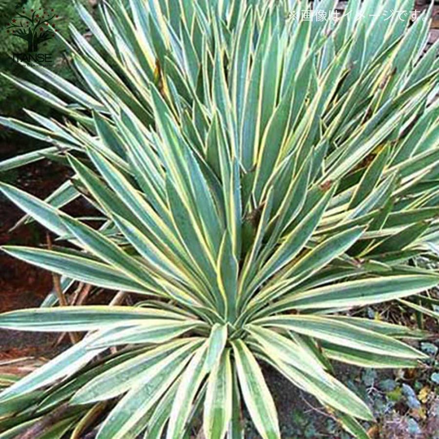 ユッカ・グロリオーサ バリエガータ(斑入葉) リビングやオフィス