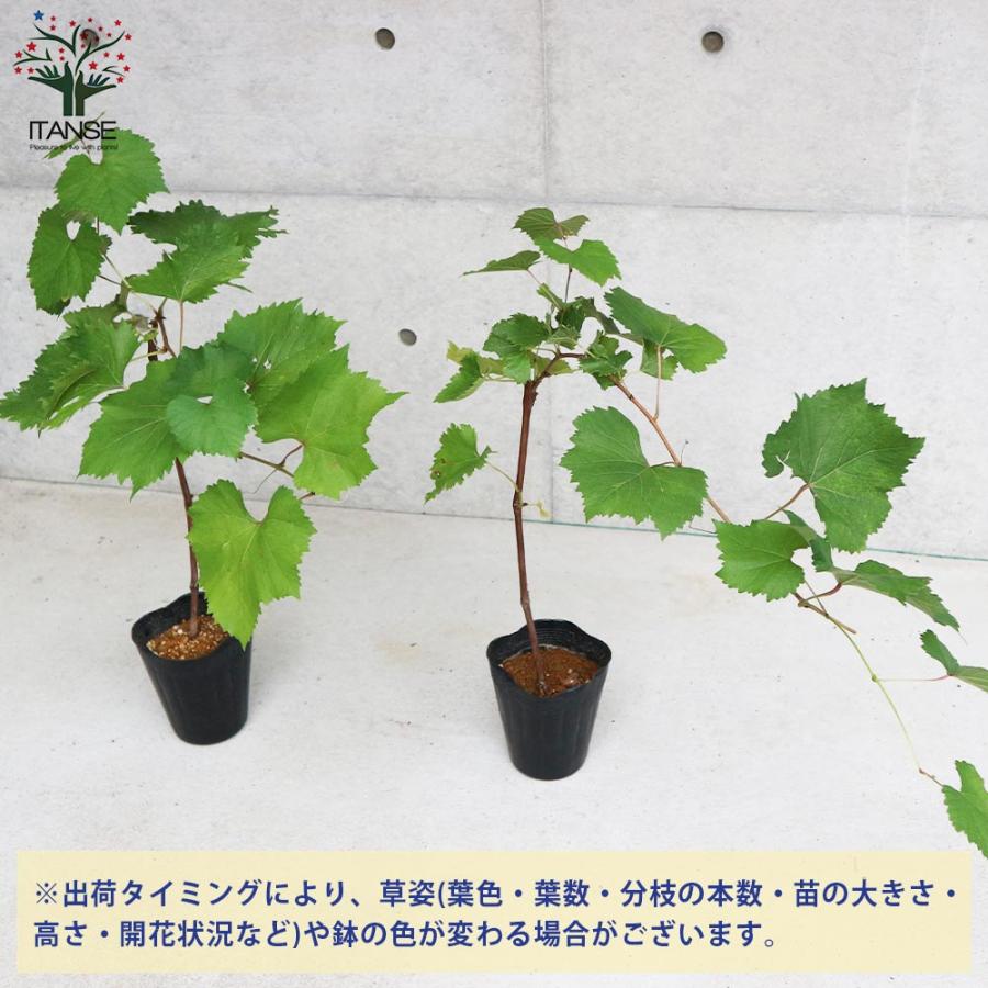 ぶどうの苗 ハニーシードレス【果樹の苗木 5号ポット 挿し木苗／1個