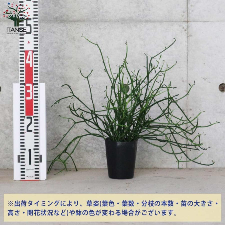 ミルクブッシュ 【多肉植物 3.5号ポット苗／1個売り】｜itempost｜06