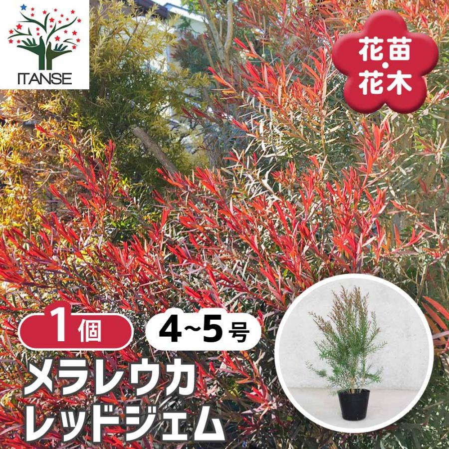 メラレウカ・レッドジェム 【庭木 4〜5号 庭園樹木・ハーブ／1個売り