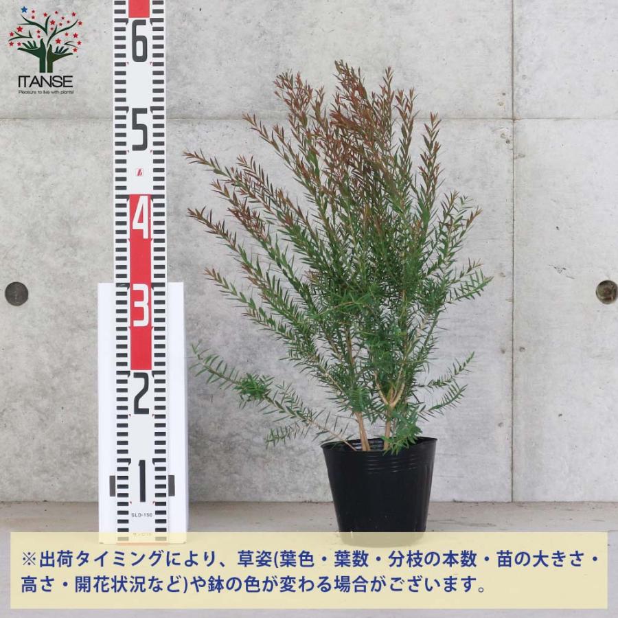 メラレウカ・レッドジェム 【庭木 4〜5号 庭園樹木・ハーブ／1個売り