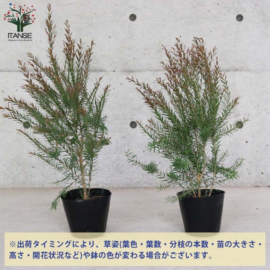 メラレウカ・レッドジェム 【庭木 4〜5号 庭園樹木・ハーブ／1個売り