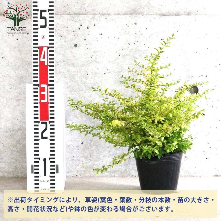 人気no 1 本体 送料無料 プリペット レモン ライム 庭木 4 5号鉢 1個売り セイヨウボタ ヨウシュイボタ リガストラム モクセイ科 Wantannas Go Id