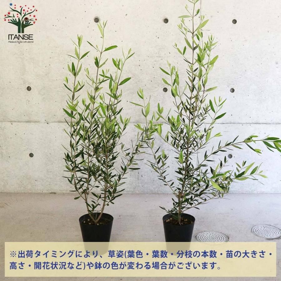評判 送料無料 オリーブの苗木 ひなかぜ 果樹の苗木 6号ポット苗 挿し木苗 1個売り オリーブ苗 オリーブ苗木 オリーブの苗 おりーぶ Olive シ Audiblylost Com