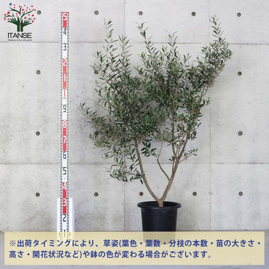 オリーブの苗木 ネバディロブランコ【果樹の苗木 9号ポット大苗 挿し木
